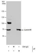 Lamin B1 Antibody in Immunoprecipitation (IP)