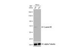 Lamin B1 Antibody in Western Blot (WB)