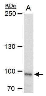 LRP1 Polyclonal Antibody