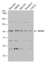 MCM4 Antibody in Western Blot (WB)
