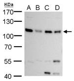 MCM6 Antibody in Western Blot (WB)