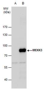 MEKK3 Antibody in Western Blot (WB)