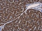 MGST1 Antibody in Immunohistochemistry (Paraffin) (IHC (P))