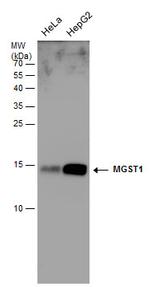 MGST1 Antibody in Western Blot (WB)