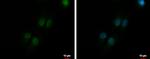 MRE11 Polyclonal Antibody
