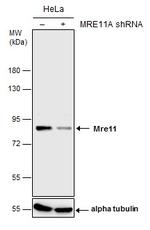 MRE11 Antibody in Western Blot (WB)