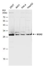 MSX2 Polyclonal Antibody