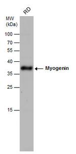 Myogenin Antibody in Western Blot (WB)