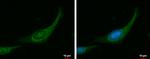 MYPT1 Polyclonal Antibody