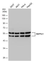 NAP1L1 Antibody in Western Blot (WB)