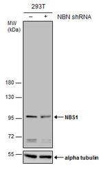 NBS1 Antibody in Western Blot (WB)