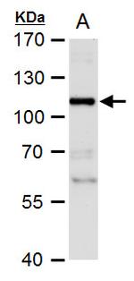 NBS1 Antibody in Western Blot (WB)