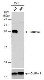 NDUFS3 Antibody in Western Blot (WB)