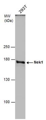 NEK1 Antibody in Western Blot (WB)