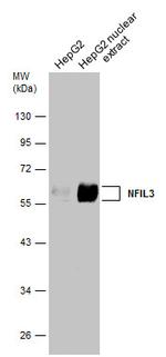 NFIL3 Polyclonal Antibody