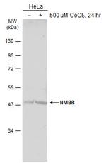 NMBR Antibody in Western Blot (WB)