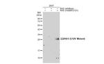 Ras (G12V Mutant) Polyclonal Antibody