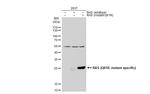 Ras (Q61R Mutant) Polyclonal Antibody
