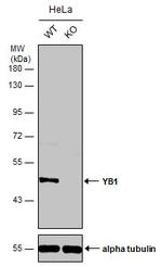 YBX1 Antibody in Western Blot (WB)