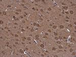 NUCB2 Antibody in Immunohistochemistry (Paraffin) (IHC (P))