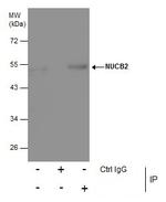 NUCB2 Antibody in Immunoprecipitation (IP)