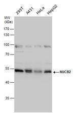 NUCB2 Antibody in Western Blot (WB)