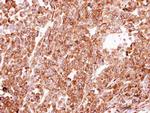 PDI Antibody in Immunohistochemistry (Paraffin) (IHC (P))