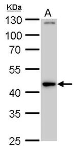 PBX3 Antibody in Western Blot (WB)
