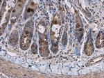 Pyruvate Carboxylase Antibody in Immunohistochemistry (Paraffin) (IHC (P))