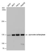 Pyruvate Carboxylase Antibody in Western Blot (WB)