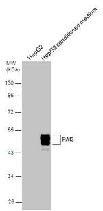 SERPINA5 Antibody in Western Blot (WB)