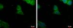 PDE8A Polyclonal Antibody