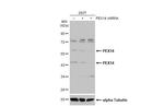 PEX14 Antibody in Western Blot (WB)