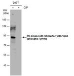 Phospho-PI3K p85/p55 (Tyr467, Tyr199) Antibody in Western Blot (WB)