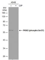 Phospho-PKM2 (Ser37) Polyclonal Antibody