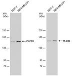 PLCB3 Antibody in Western Blot (WB)