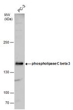 PLCB3 Antibody in Western Blot (WB)