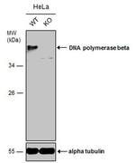 POLB Antibody in Western Blot (WB)