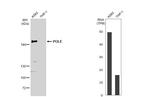 POLE Antibody in Western Blot (WB)