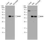 BOB-1 Polyclonal Antibody
