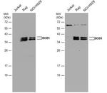BOB-1 Polyclonal Antibody