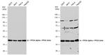 PP2A alpha/beta Polyclonal Antibody