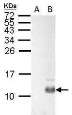 PPY Antibody in Western Blot (WB)