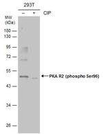 Phospho-PRKAR2A (Ser96) Polyclonal Antibody