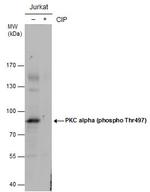 Phospho-PKC alpha (Thr497) Antibody in Western Blot (WB)