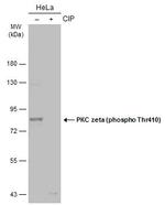 Phospho-PKC zeta (Thr410) Polyclonal Antibody