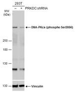 Phospho-DNA-PK (Ser2056) Antibody in Western Blot (WB)