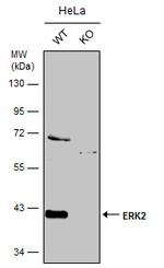 ERK2 Antibody in Western Blot (WB)