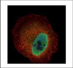 Kallikrein 6 Polyclonal Antibody