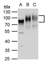 CD155 Polyclonal Antibody